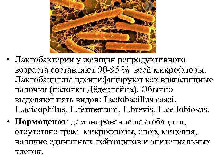  • Лактобактерии у женщин репродуктивного возраста составляют 90 95 % всей микрофлоры. Лактобациллы
