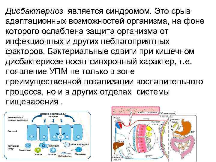 Дисбактериоз является синдромом. Это срыв адаптационных возможностей организма, на фоне которого ослаблена защита организма