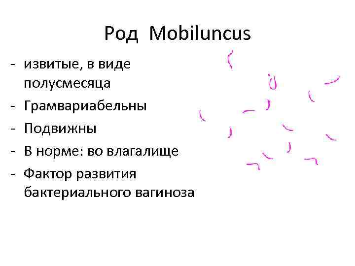 Род Mobiluncus - извитые, в виде полусмесяца - Грамвариабельны - Подвижны - В норме: