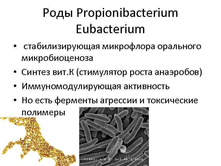 Роды Propionibacterium Eubacterium • стабилизирующая микрофлора орального микробиоценоза • Синтез вит. К (стимулятор роста