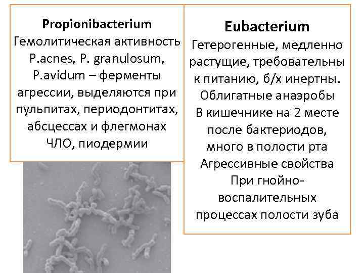 Propionibacterium Гемолитическая активность P. acnes, P. granulosum, P. avidum – ферменты агрессии, выделяются при