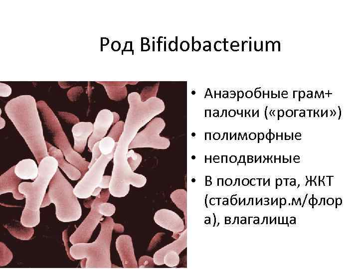 Род Bifidobacterium • Анаэробные грам+ палочки ( «рогатки» ) • полиморфные • неподвижные •