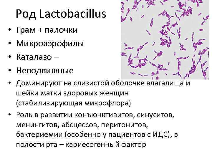 Род Lactobacillus • • Грам + палочки Микроаэрофилы Каталазо – Неподвижные • Доминируют на