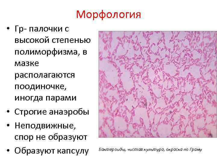 Морфология • Гр- палочки с высокой степенью полиморфизма, в мазке располагаются поодиночке, иногда парами