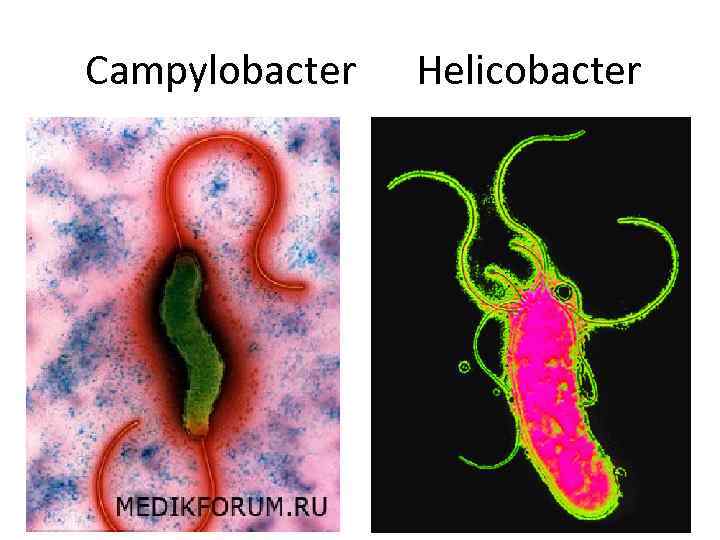 Campylobacter Helicobacter 