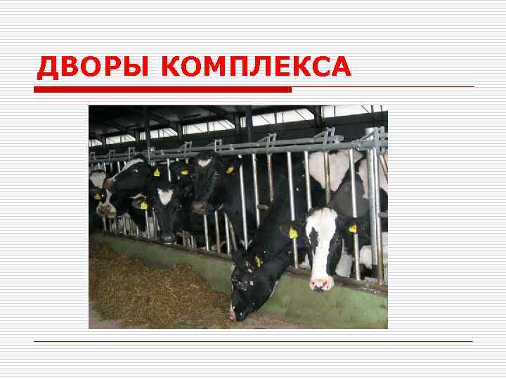 ДВОРЫ КОМПЛЕКСА 