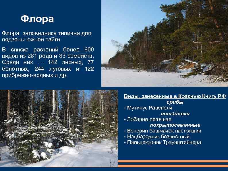 Флора заповедника типична для подзоны южной тайги. В списке растений более 600 видов из
