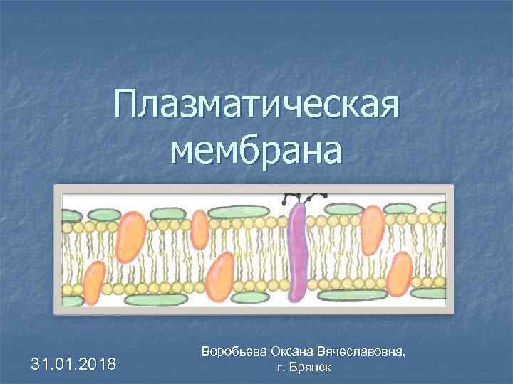 Плазматическая мембрана 31. 01. 2018 Воробьева Оксана Вячеславовна, г. Брянск 