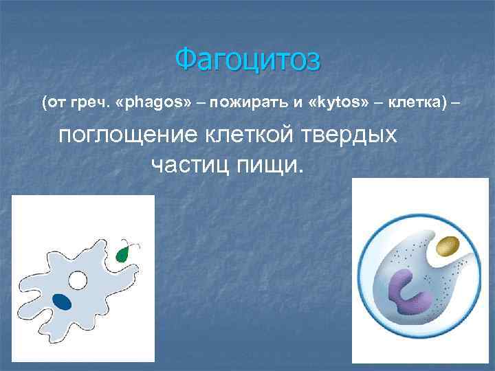 Фагоцитоз (от греч. «phagos» – пожирать и «kytos» – клетка) – поглощение клеткой твердых