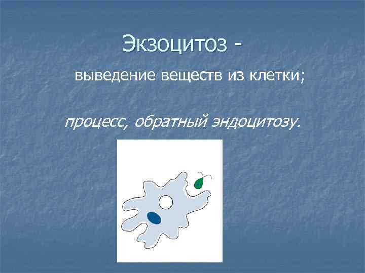 Экзоцитоз выведение веществ из клетки; процесс, обратный эндоцитозу. 