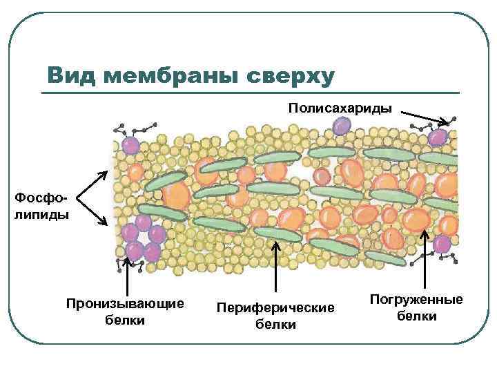 Вид мембраны сверху Полисахариды Фосфолипиды Пронизывающие белки Периферические белки Погруженные белки 