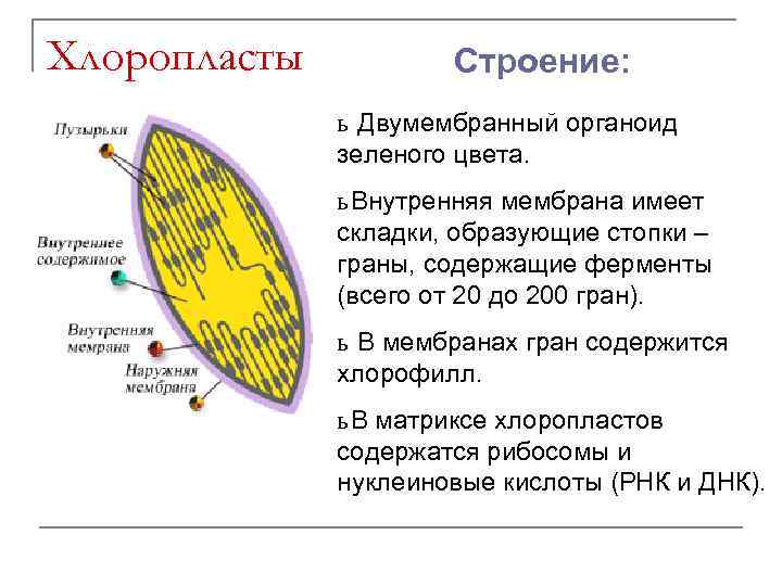 Хлоропласты Строение: ь Двумембранный органоид зеленого цвета. ь Внутренняя мембрана имеет складки, образующие стопки