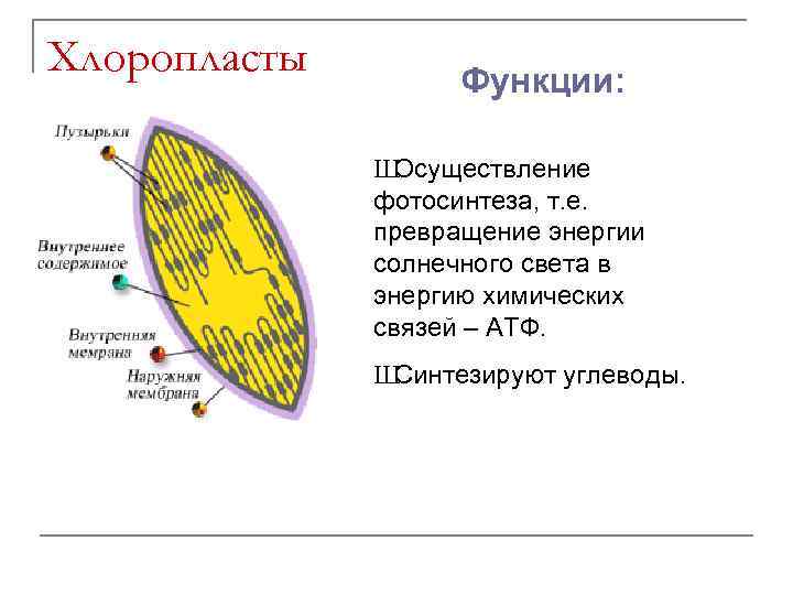 Хлоропласты Функции: Ш Осуществление фотосинтеза, т. е. превращение энергии солнечного света в энергию химических