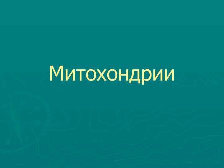 Митохондрии 
