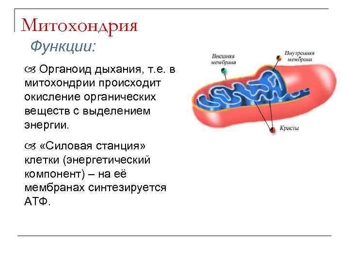 Митохондрии синтезируют атф. Органелла энергетическая станция клетки. Митохондрия процесс. Что происходит в митохондриях. АТФ В митохондриях.