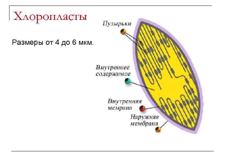 Хлоропласты Размеры от 4 до 6 мкм. 