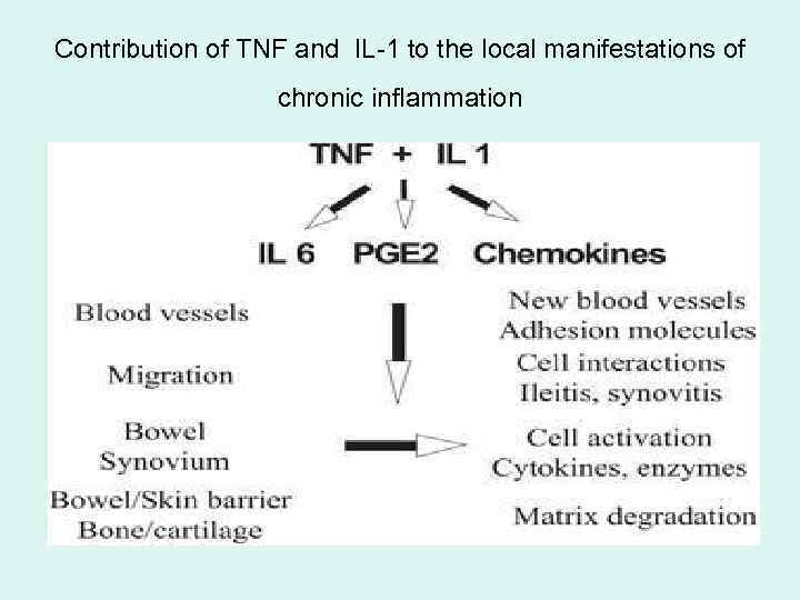 Contribution of TNF and IL-1 to the local manifestations of chronic inflammation 