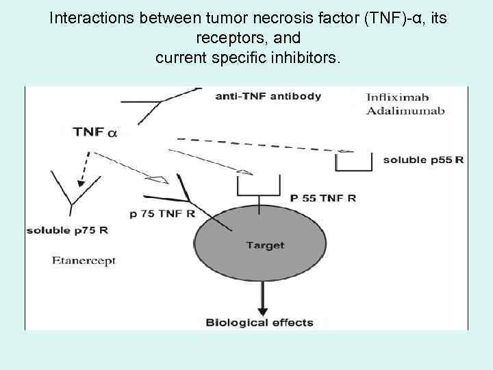 Interactions between tumor necrosis factor (TNF)-α, its receptors, and current specific inhibitors. 