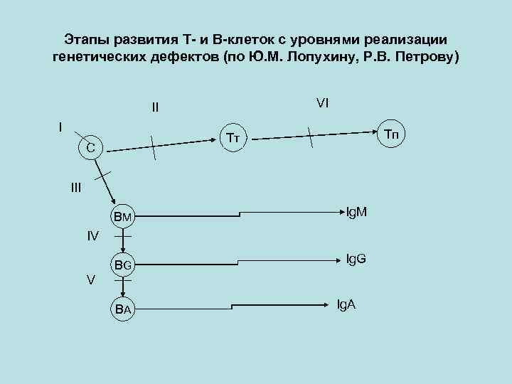 Этапы развития Т- и В-клеток с уровнями реализации генетических дефектов (по Ю. М. Лопухину,
