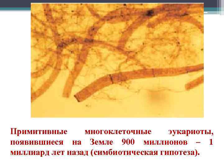 Примитивные многоклеточные эукариоты, появившиеся на Земле 900 миллионов – 1 миллиард лет назад (симбиотическая