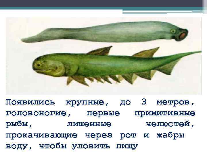 Появились крупные, до 3 метров, головоногие, первые примитивные рыбы, лишенные челюстей, прокачивающие через рот