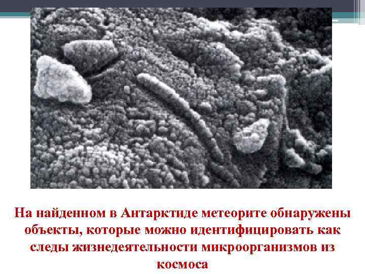 На найденном в Антарктиде метеорите обнаружены объекты, которые можно идентифицировать как следы жизнедеятельности микроорганизмов