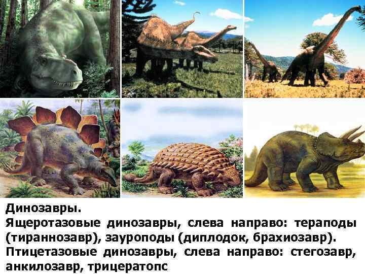 Динозавры. Ящеротазовые динозавры, слева направо: тераподы (тираннозавр), зауроподы (диплодок, брахиозавр). Птицетазовые динозавры, слева направо: