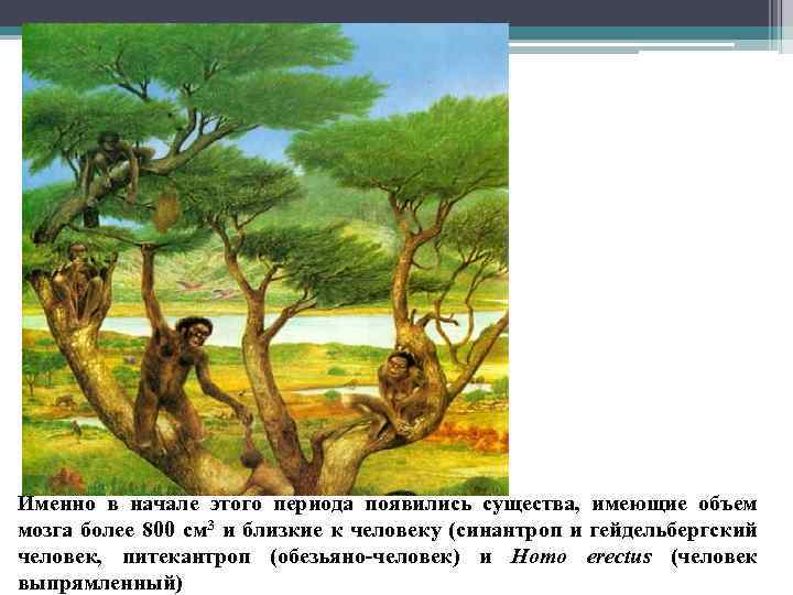 Именно в начале этого периода появились существа, имеющие объем мозга более 800 см 3