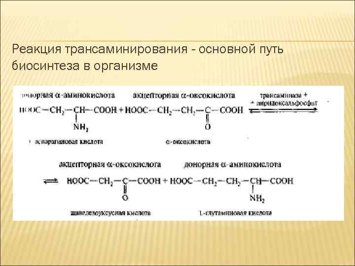 Реакция трансаминирования - основной путь биосинтеза в организме 