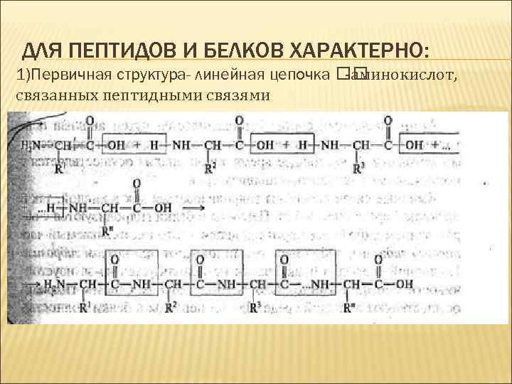 ДЛЯ ПЕПТИДОВ И БЕЛКОВ ХАРАКТЕРНО: 1)Первичная структура- линейная цепочка -аминокислот, связанных пептидными связями 