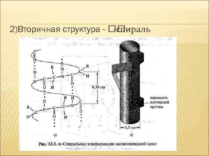 2)Вторичная структура - -спираль 