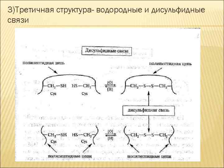 3)Третичная структура- водородные и дисульфидные связи 