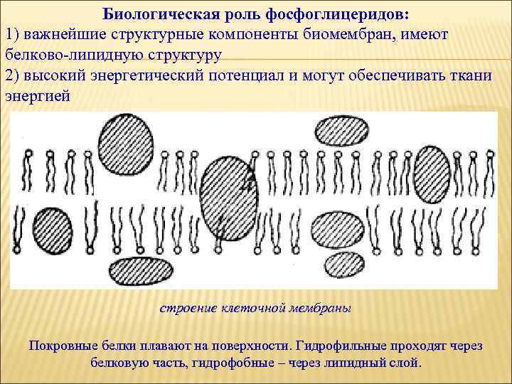 Биологическая роль фосфоглицеридов: 1) важнейшие структурные компоненты биомембран, имеют белково-липидную структуру 2) высокий энергетический