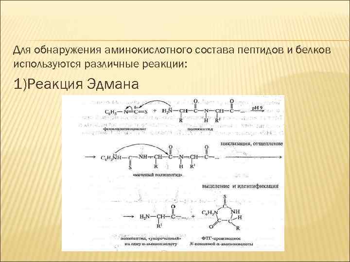 Для обнаружения аминокислотного состава пептидов и белков используются различные реакции: 1)Реакция Эдмана 