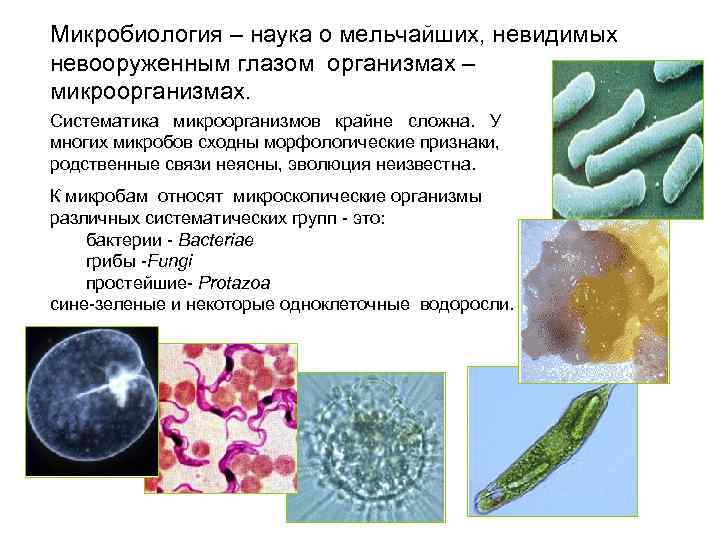 Микробиология – наука о мельчайших, невидимых невооруженным глазом организмах – микроорганизмах. Систематика микроорганизмов крайне