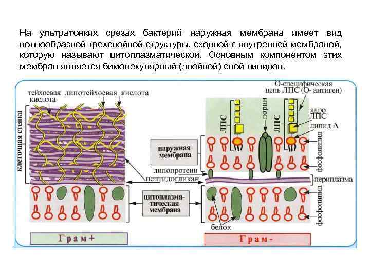 На ультратонких срезах бактерий наружная мембрана имеет вид волнообразной трехслойной структуры, сходной с внутренней