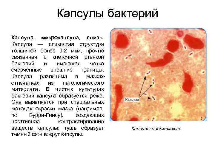 Капсулы бактерий Капсула, микрокапсула, слизь. Капсула — слизистая структура толщиной более 0, 2 мкм,