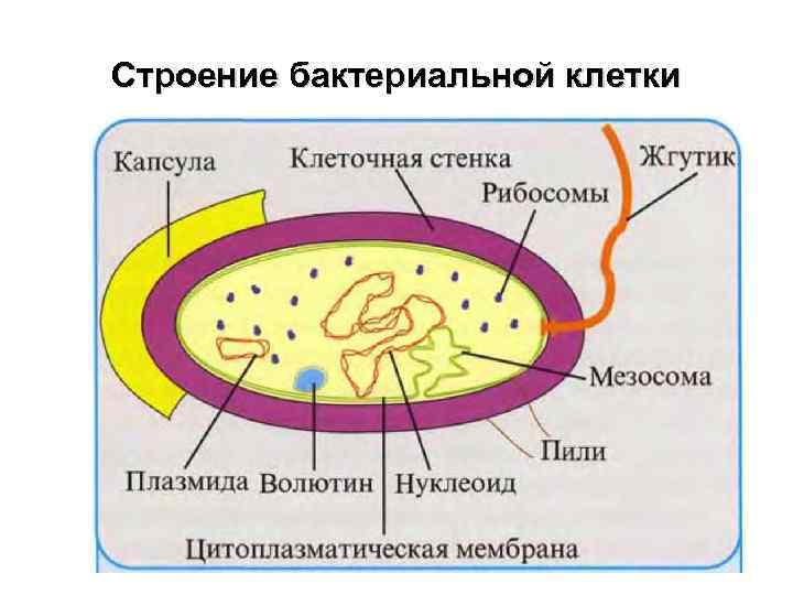 Строение бактериальной клетки 