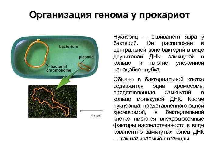 Организация генома у прокариот Нуклеоид — эквивалент ядра у бактерий. Он расположен в центральной