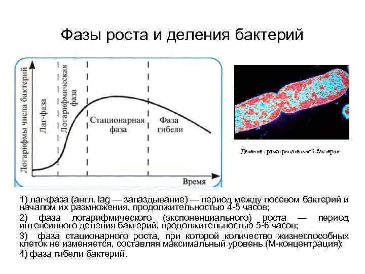 Фазы роста и деления бактерий Деление грамотрицательной бактерии 1) лаг-фаза (англ. lag — запаздывание)