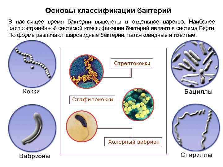 Основы классификации бактерий В настоящее время бактерии выделены в отдельное царство. Наиболее распространённой системой