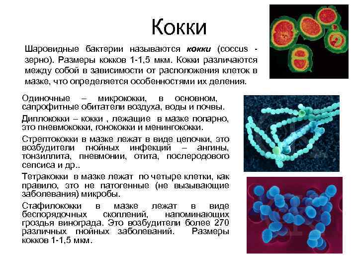 Кокки Шаровидные бактерии называются кокки (coccus - зерно). Размеры кокков 1 -1, 5 мкм.