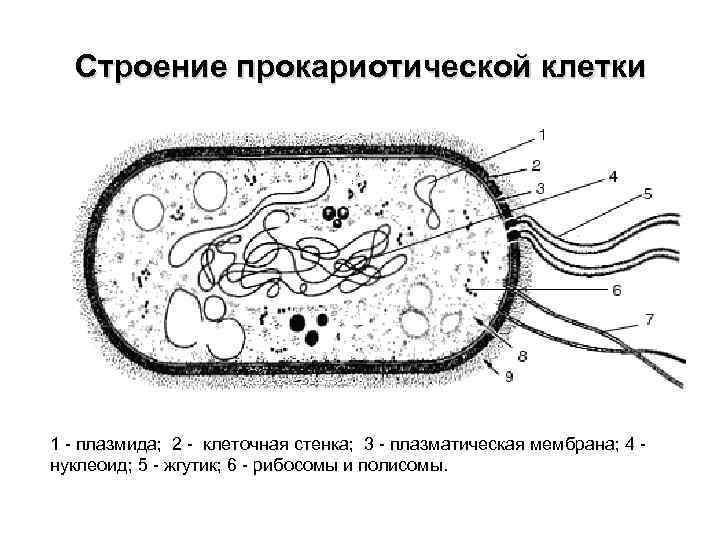 Строение прокариотической клетки 1 - плазмида; 2 - клеточная стенка; 3 - плазматическая мембрана;