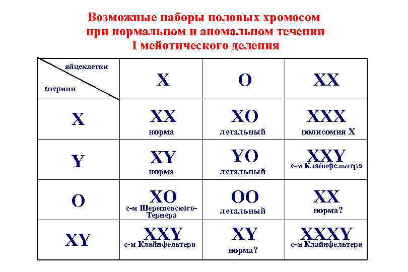 Возможные наборы половых хромосом при нормальном и аномальном течении I мейотического деления яйцеклетки спермии