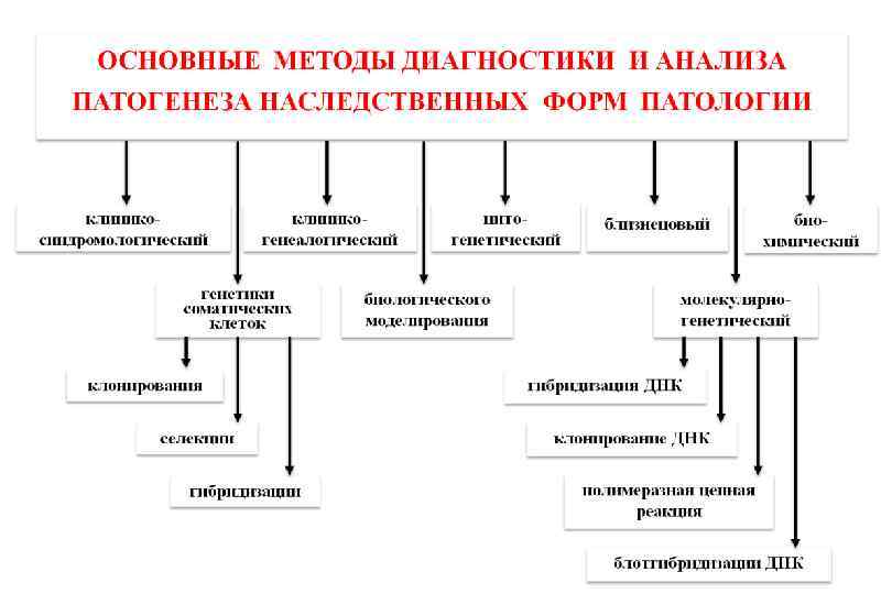 Наследственность схема биология