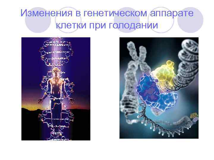 Изменения в генетическом аппарате клетки при голодании 