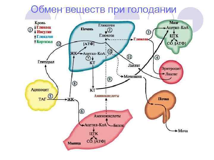 Обмен веществ при голодании 