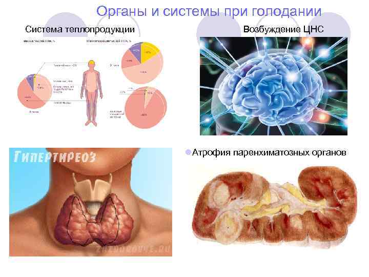 Органы и системы при голодании Система теплопродукции Возбуждение ЦНС l. Атрофия паренхиматозных органов 