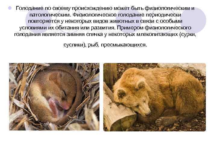 l Голодание по своему происхождению может быть физиологическим и патологическим. Физиологическое голодание периодически повторяется