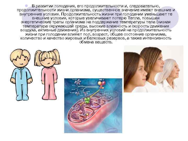 l В развитии голодания, его продолжительности и, следовательно, продолжительности жизни организма, существенное значение имеют